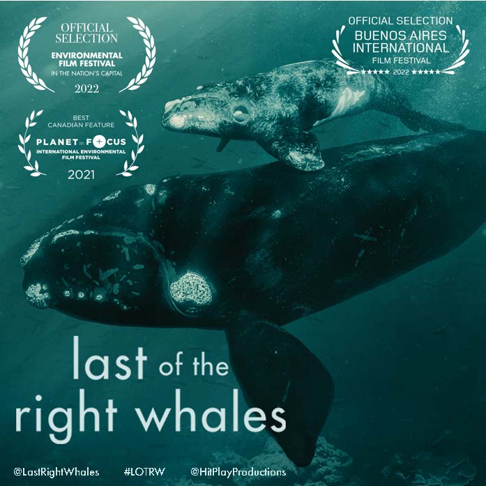 The poster for the Last of the Right Whales. There is an image depicting a right whale with its young. There is text that reads: "Official Selection - Environmental Film Festival in the Nations Capital 2022. Official Selection - Buenos Aires International Film Festival 2022. Best Canadian Feature - Planet in Focus International Environmental Film Festival 2021. Last of the Right Whales. @LastRightWhales #LOTRW @HitPlayProductions"