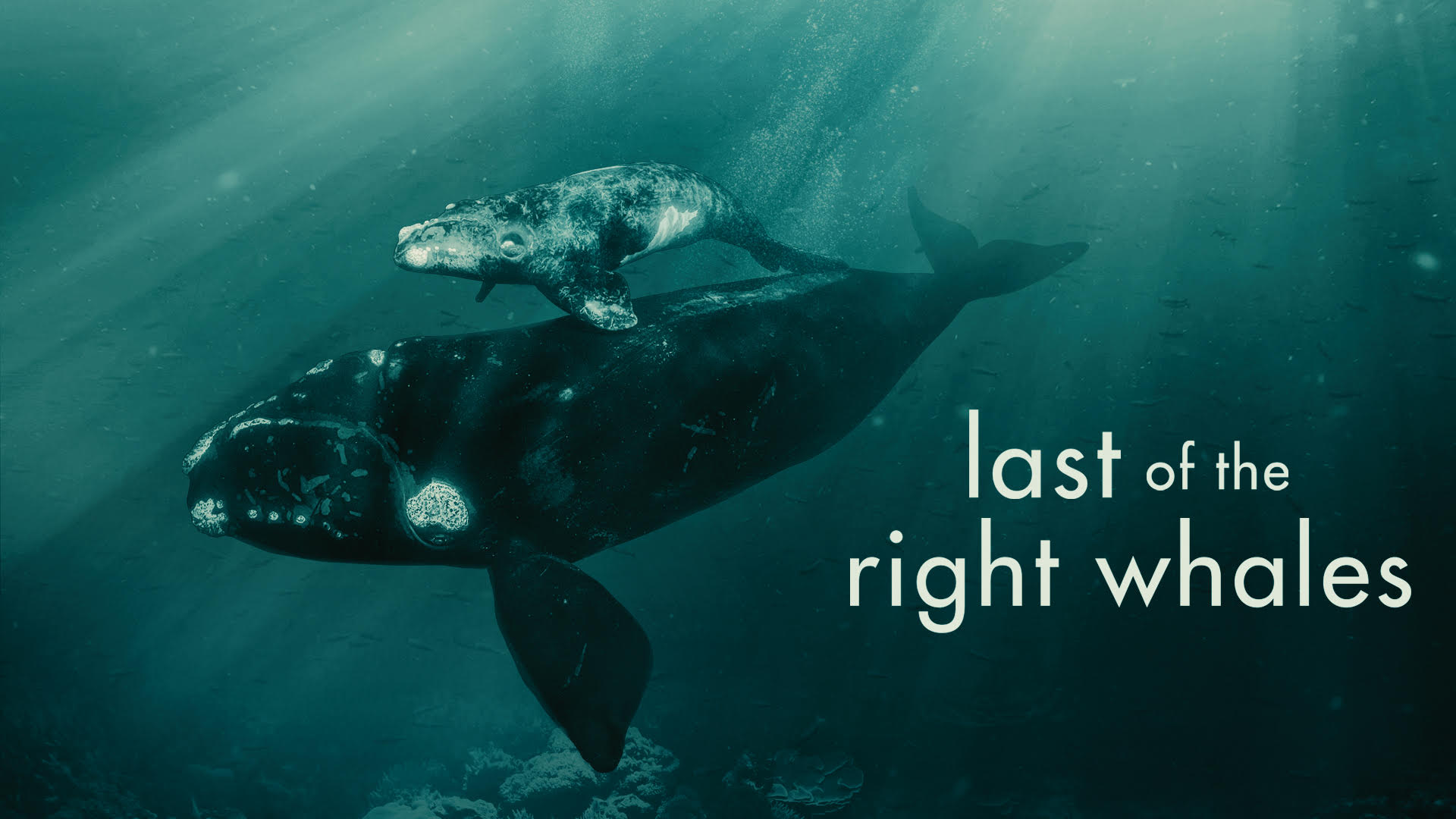 The poster for the Last of the Right Whales. There is an image depicting a right whale with its young. The text reads "Last of the Right Whales"