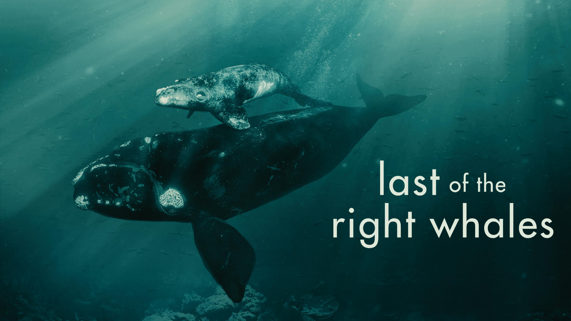 LOTRWGRLG726OR The poster for the Last of the Right Whales. There is an image depicting a right whale with its young. The text reads "Last of the Right Whales"