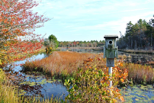 A photograph of a flooded cranberry bog in late summer / early fall.