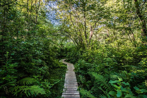 A man made wooden nature walk bridge in the forest.