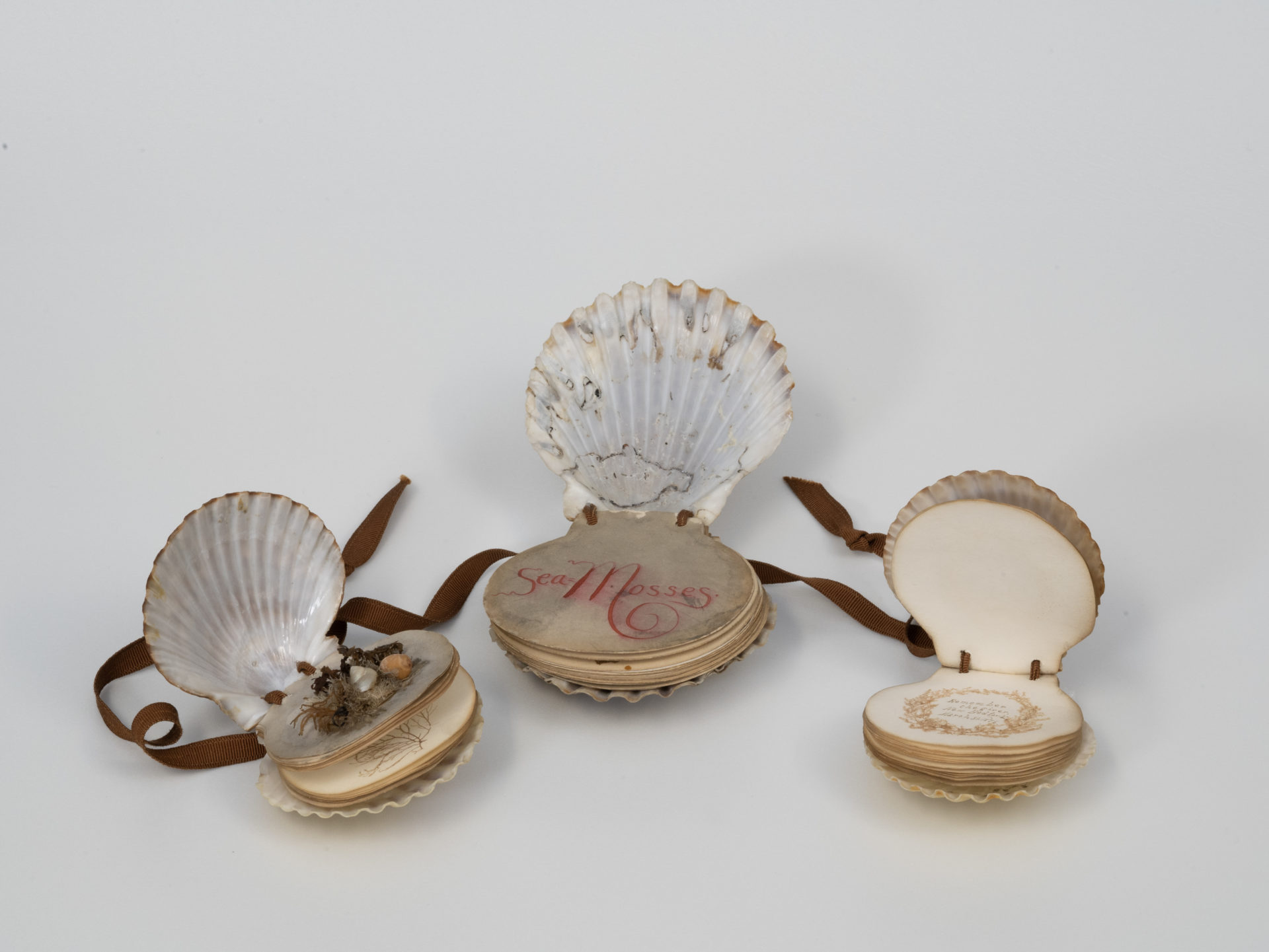 Three open clams with art inside. The one in the middle has writing saying "Sea Mosses"