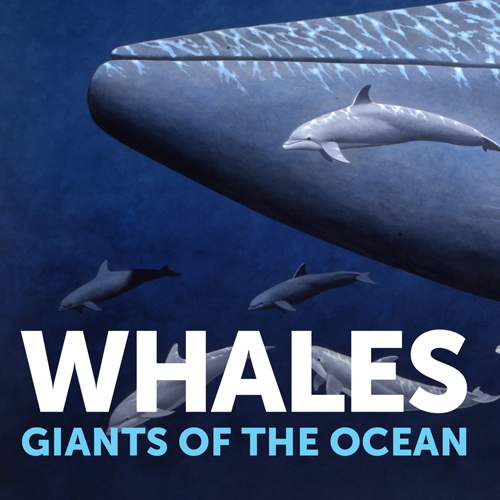 Whales: Giants of the Ocean - New Bedford Whaling Museum