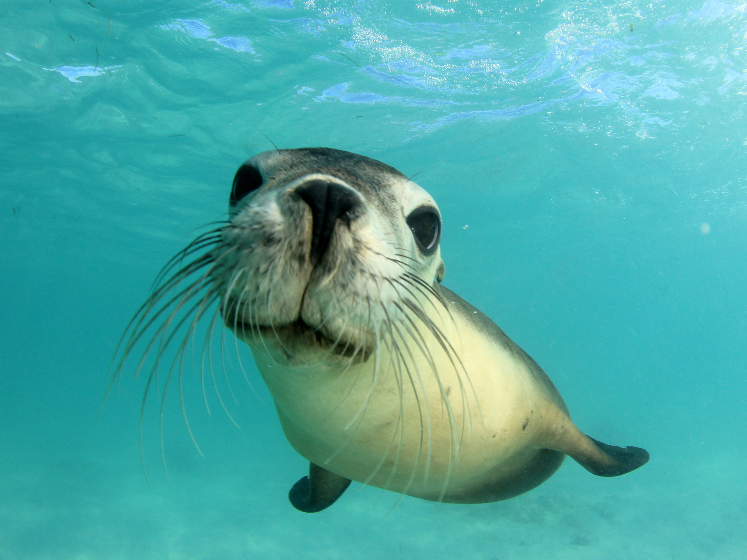 A close up image of a seal in the water looking at the camera.