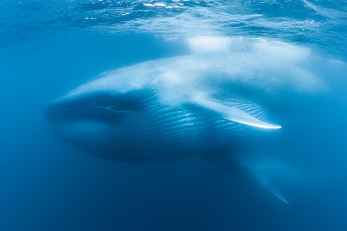 Blue Whale Feeding