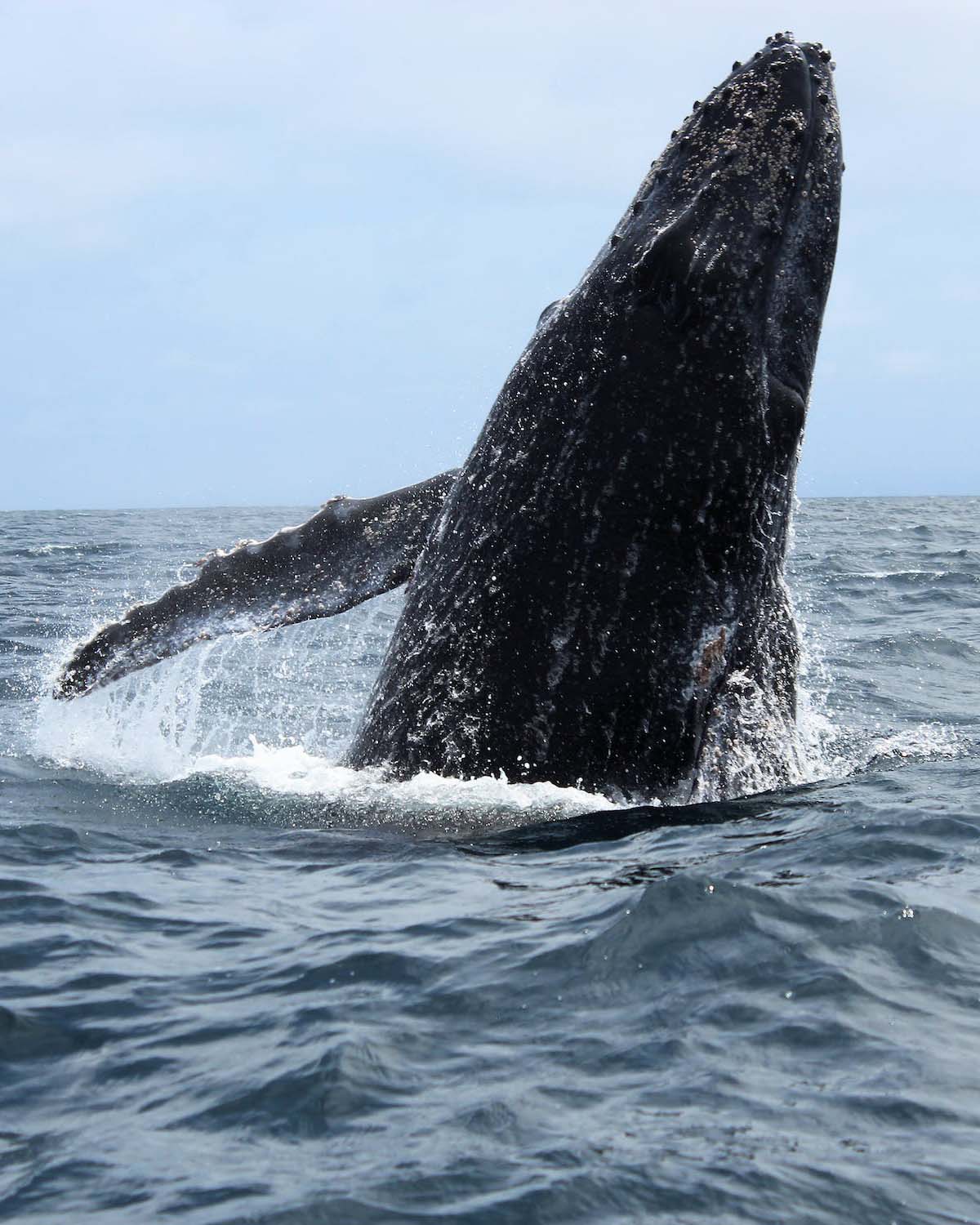 Alaska-Humpback-whale