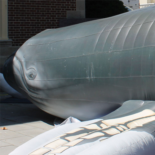 ft Inflatable Whale
