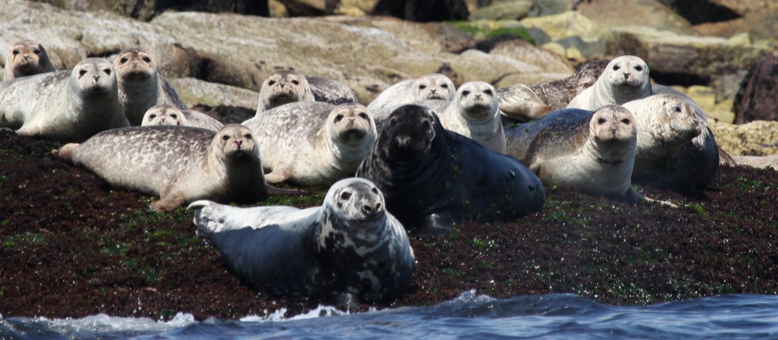 Seals | photo by Dr. Andrea Bogomolni, NOAA LOC 20412