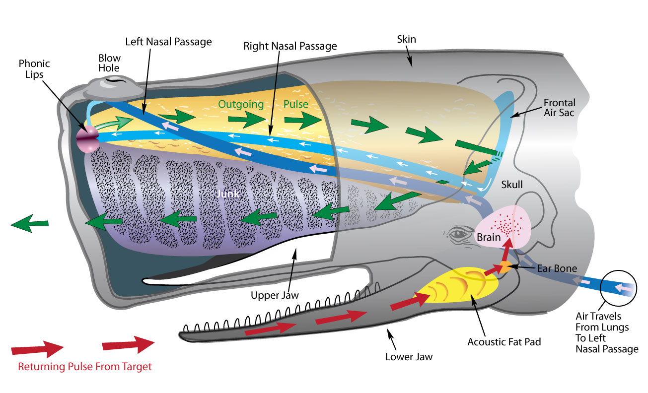 Illustration of how a whale echolocates 