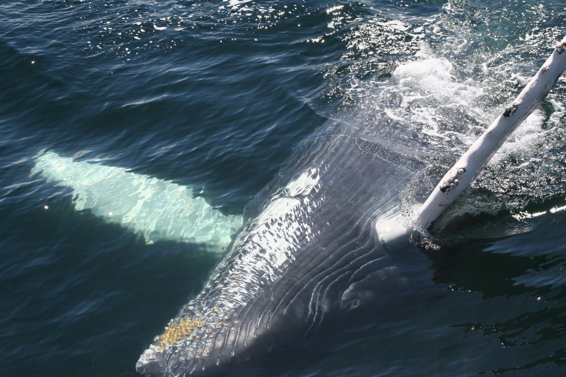 A whale swimming on its back 