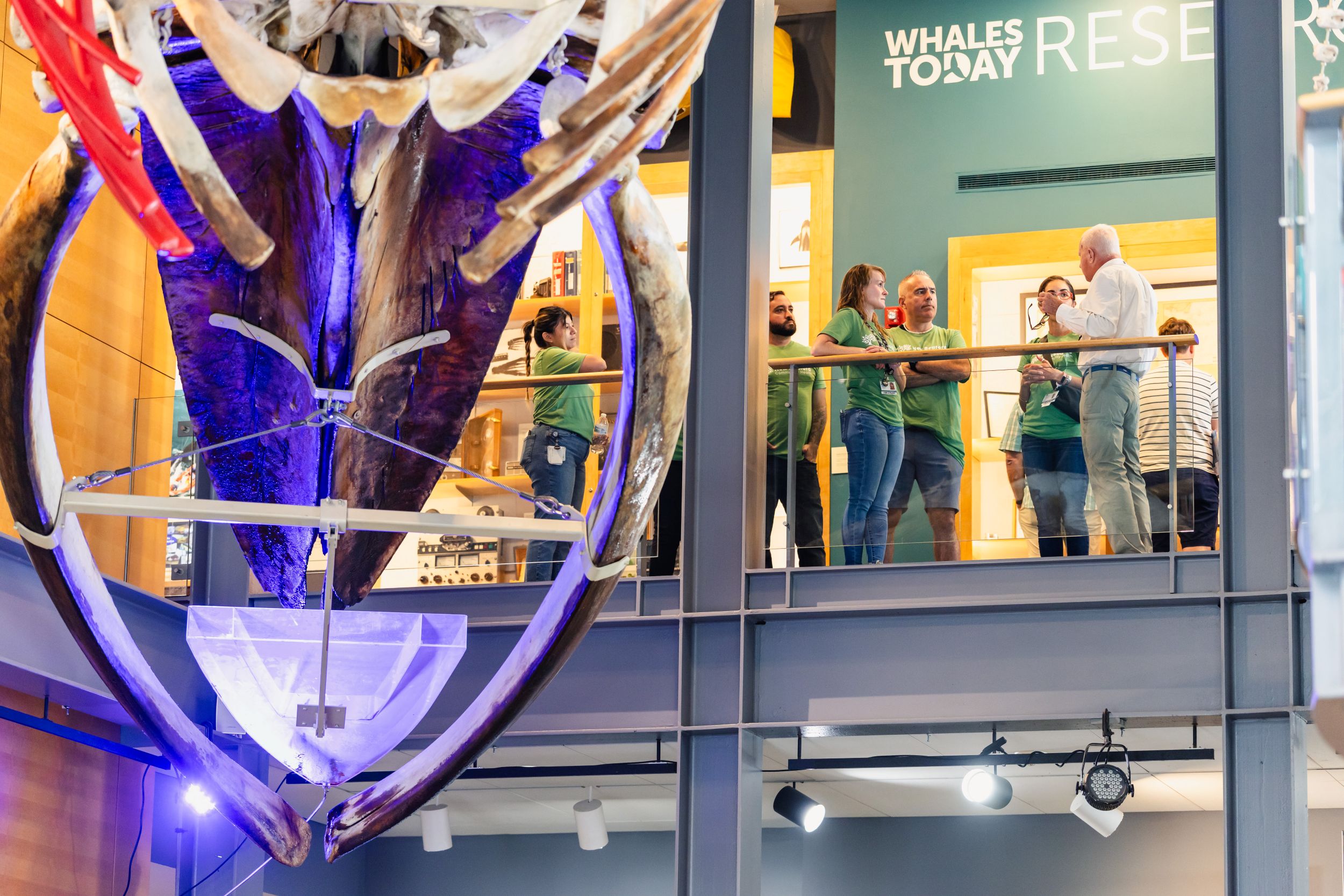 Adults on a guided tour next to a whale skeleton.