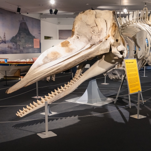 Full size sperm whale skeleton skull.