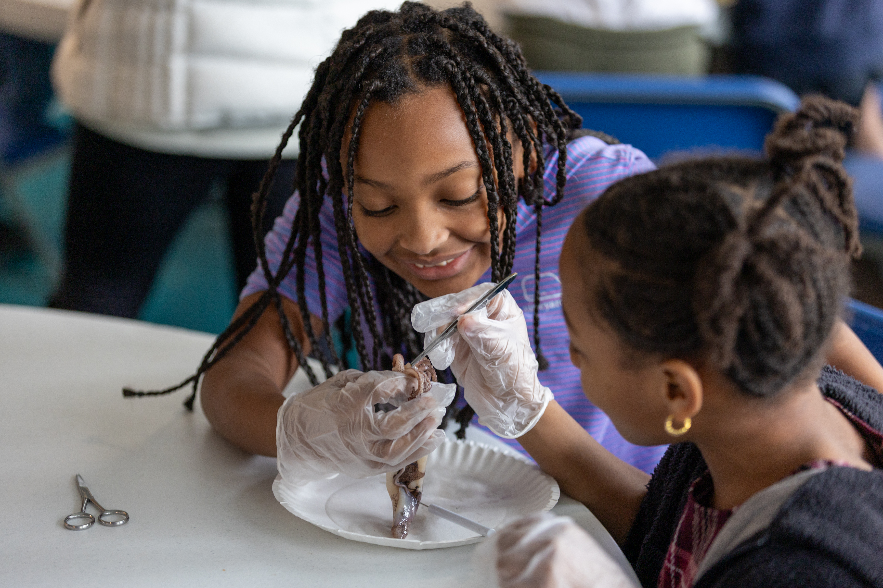 Two students wearing protective gloves perform a squid dissection as part of an educational program at the New Bedford Whaling Museum.