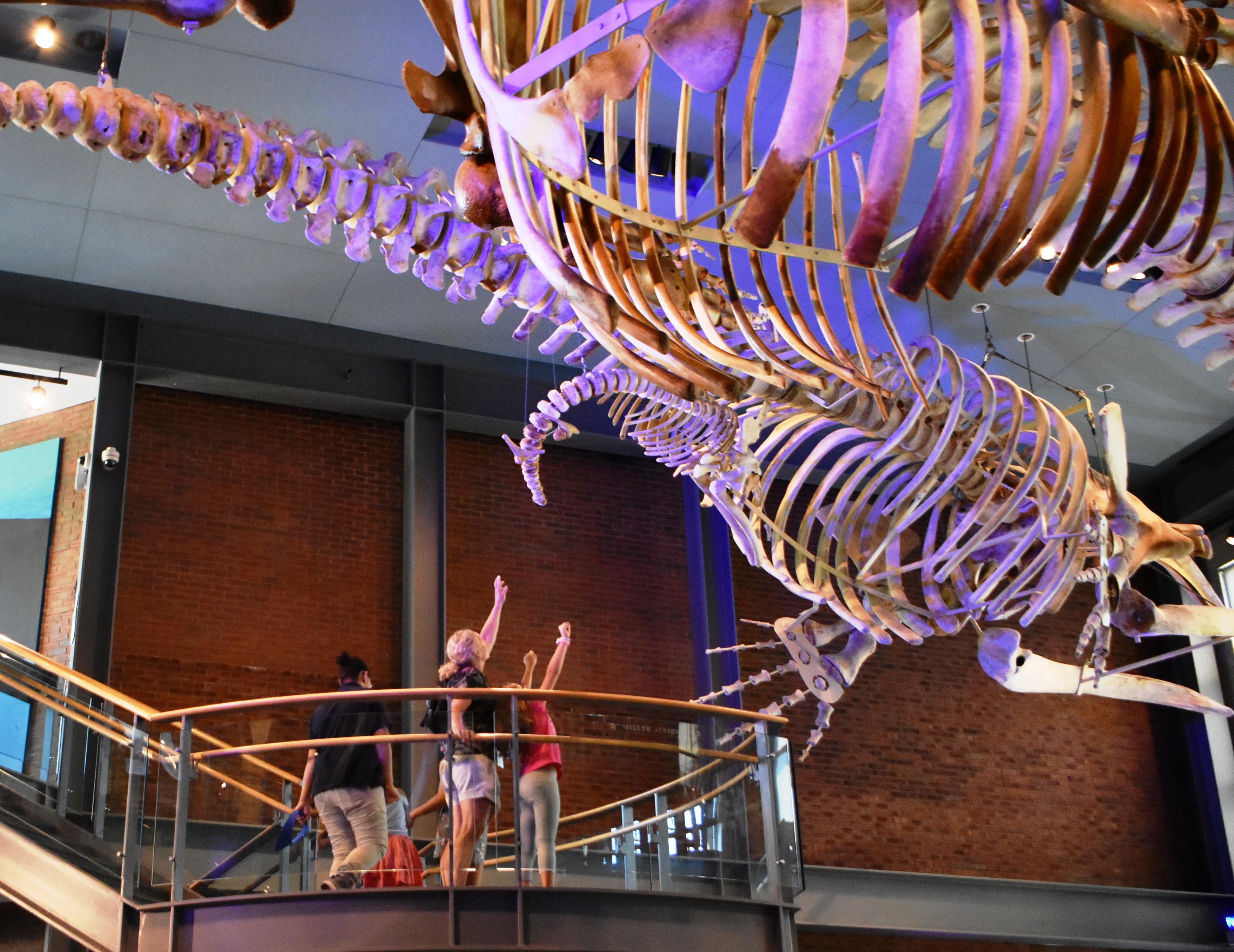Visitors standing on a section of the staircase at the New Bedford Whaling Museum, looking up at the massive suspended skeletons of whales.