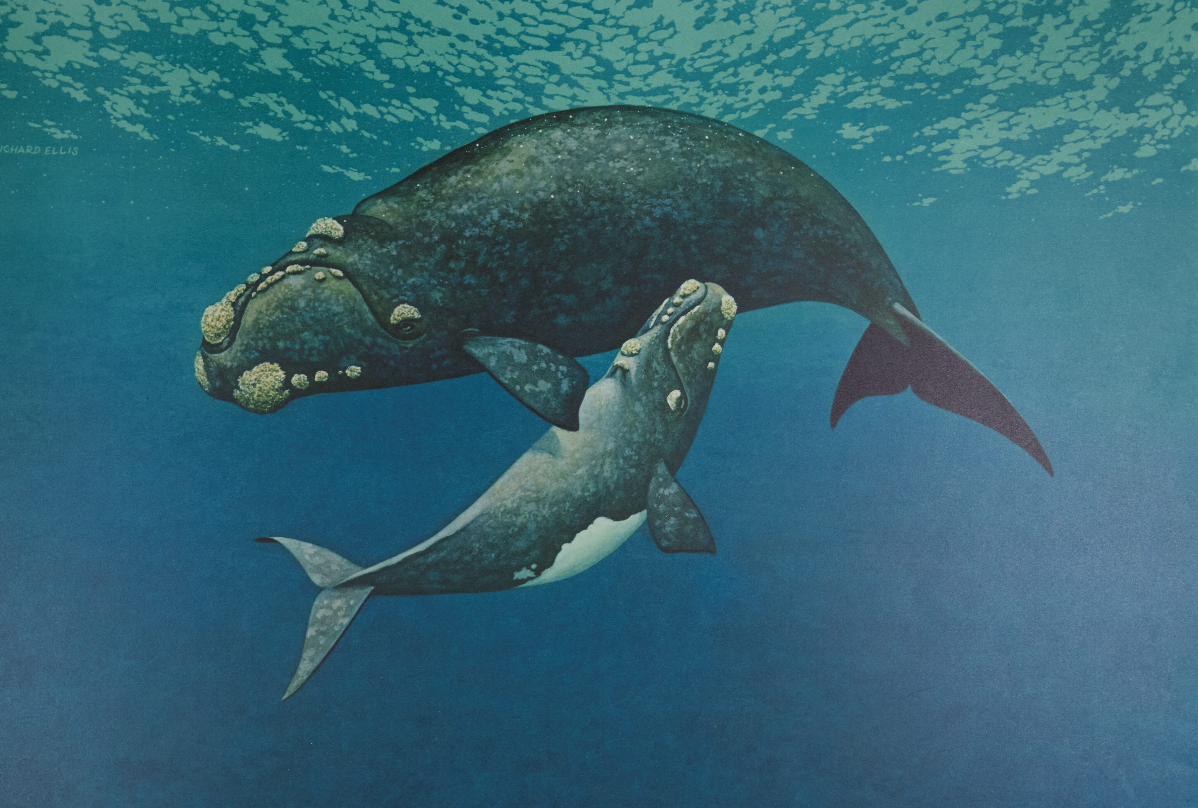 North Atlantic right whale and calf. Colotype print. Richard Ellis, 1980. 00.130.1